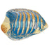 Esencia Angelfish Blue